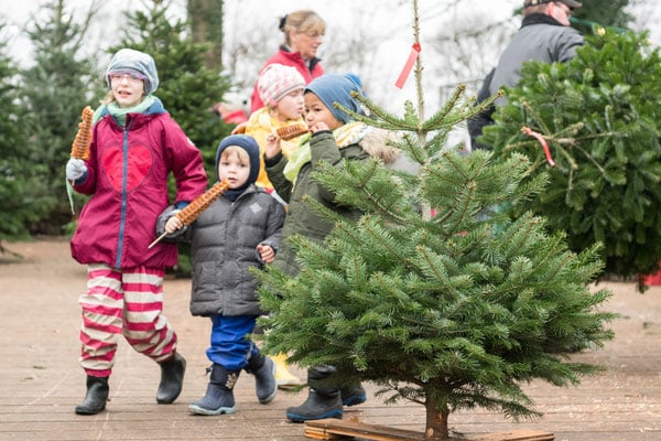 Kinder auf Spargelhof Bolhuis beim Weihnachtsbaum Verkauf